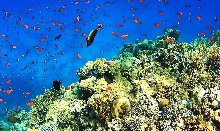 From Sharm: White Island and Ras Mohamed Snorkeling Trip