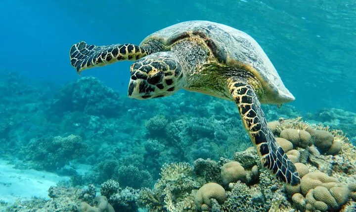Abu Dabbab Snorkeling with Turtles, Transfer & Lunch - Hurghada
