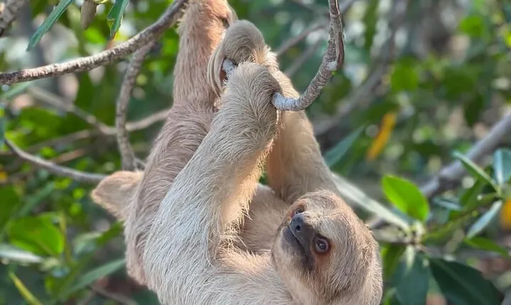 Roatan Monkey and Sloth Park & Private Island Tour