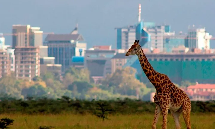 Afternoon half day mini safari to Nairobi National Park 