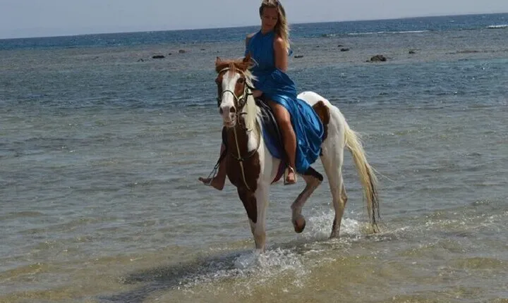 Camel or Horse Ride in Nabq Bay, Transfer - Sharm El Sheikh