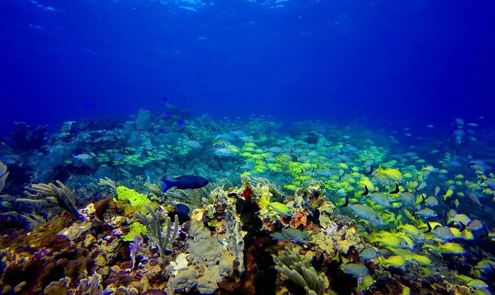 Scuba Diving Adventure WITHOUT CERTIFICATION! Try it today!