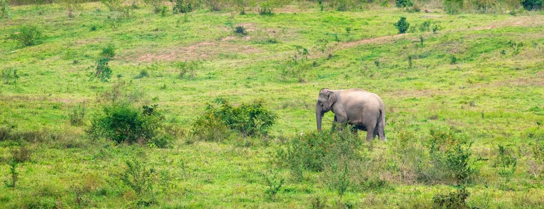 Thailand’s temples and trunks tour with Kui Buri elephant safari from Hua Hin