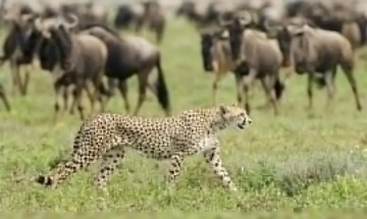4 Day Wildebeest Migration Budget Camping Safaris