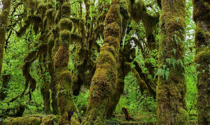 Hoh Rain Forest and Rialto Beach Guided Tour in Olympic National Park