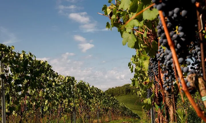 Winery tour and wine tasting of organic Chianti wines and extra virgin oil