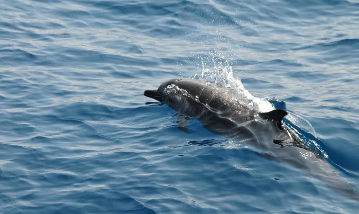Sunrise dolphin watching experience and Bar Reef snorkelling – Kalpitiya