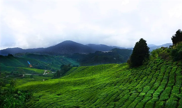 Kuala Lumpur to Cameron Highlands