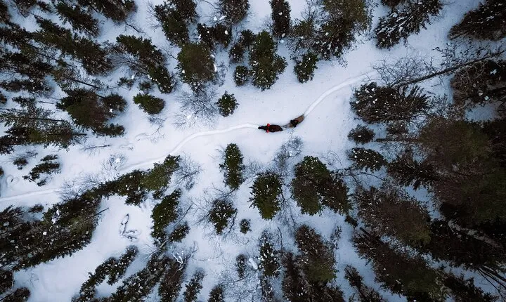 Horseback Ride in Finnish Forest from Rovaniemi