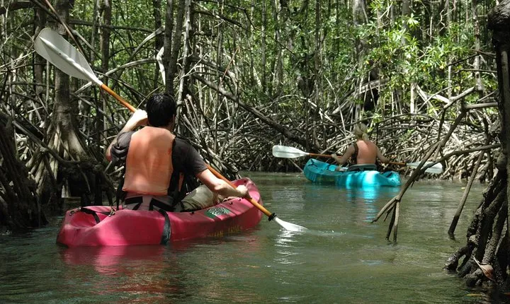 Damas Island Mangrove Kayaking Tour from Jacó