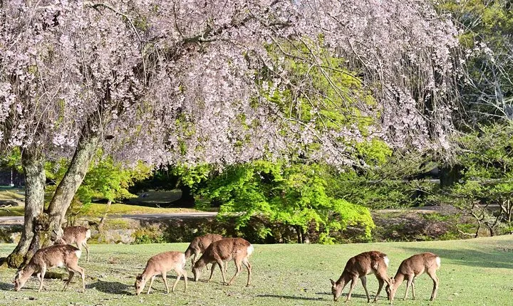 Kyoto & Nara: Nara Park, Fushimi Inari & Arashiyama Day Trip 