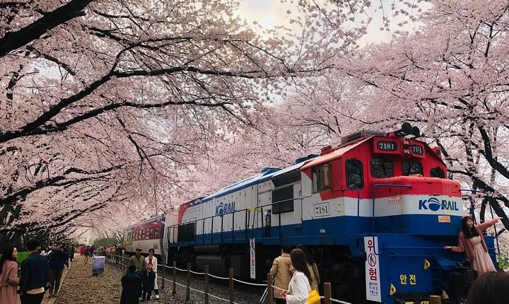 Jinhae Cherry Blossom + Busan Sunrise from Seoul
