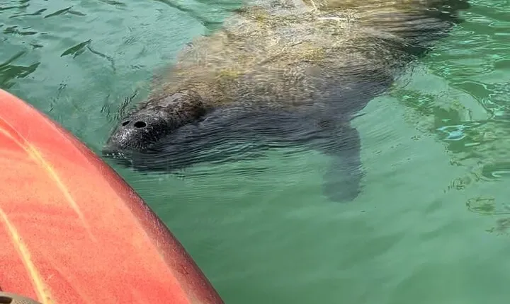 Manatee Discovery Anna Maria Island