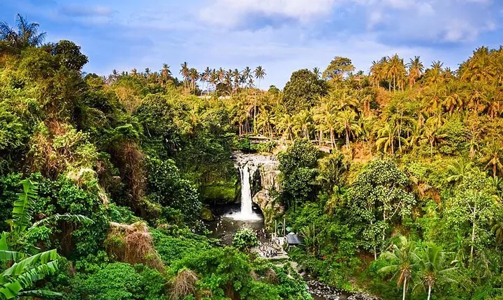 Ubud Tour: Monkey forest - Swing - Rice Terrace