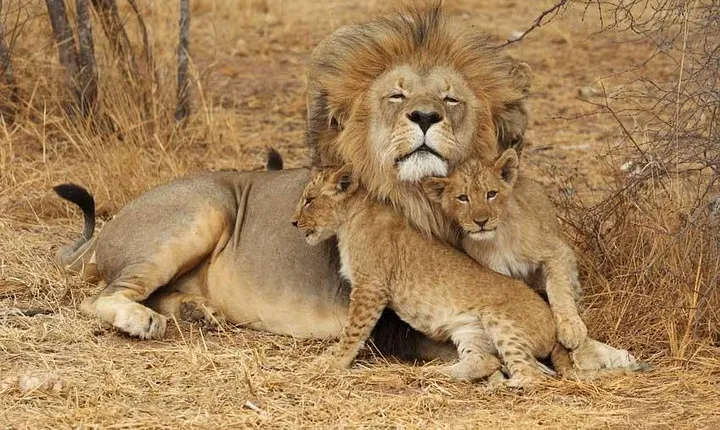 2 Days Tarangire and Ngorongoro Safari from Zanzibar