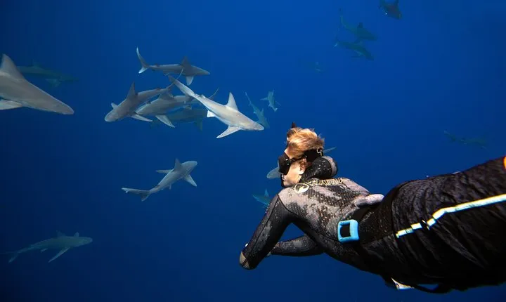 Dive with Sharks in Hawaii: Shark Tour from Haleiwa
