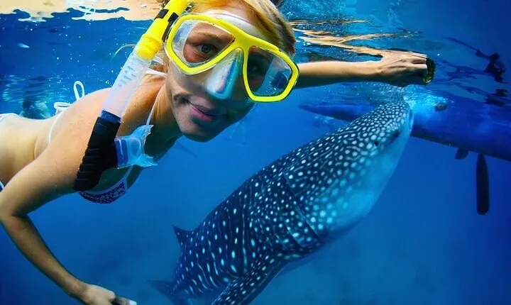 Swim with Whale Shark from La Paz