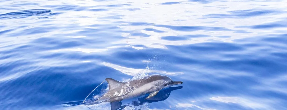 Mauritius dolphin watching cruise and Casela Nature Parks admission