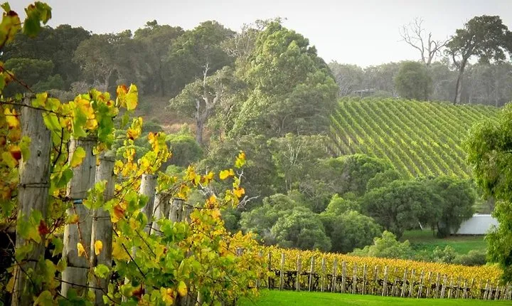 Half-Day Swan Valley & Wildlife Park Tour