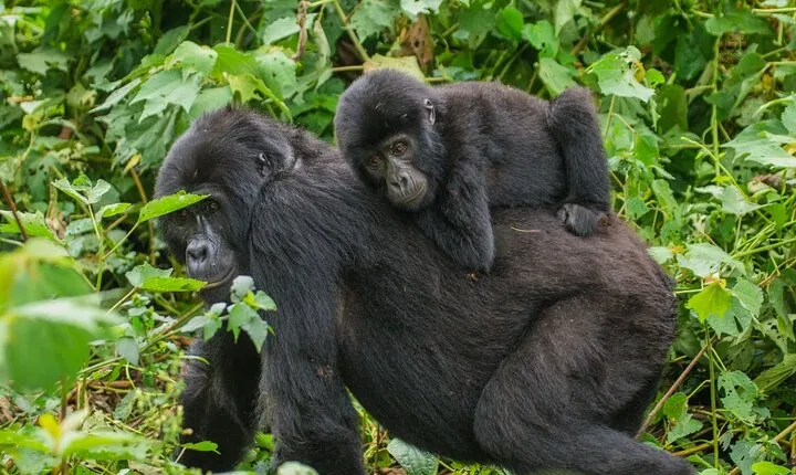 Jinja Private 5 Day Gorilla Safari and Tubing Adventure Tour