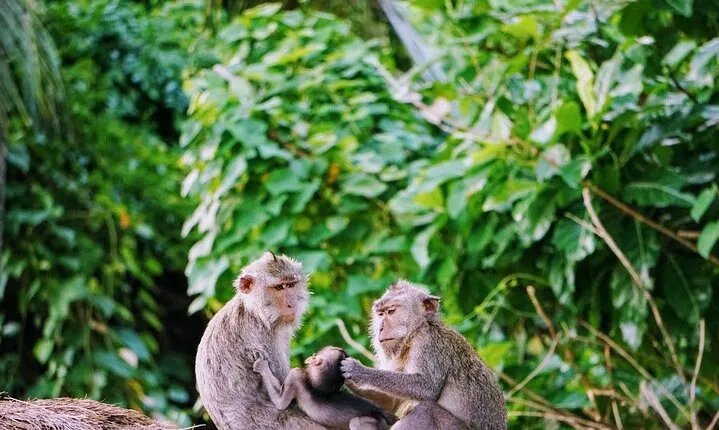 Private Tours Bedugul And Alas Kedaton Monkey Forest