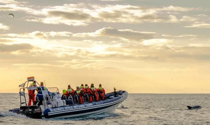 Small-group Whale Watching in the Midnight Sun from Reykjavík