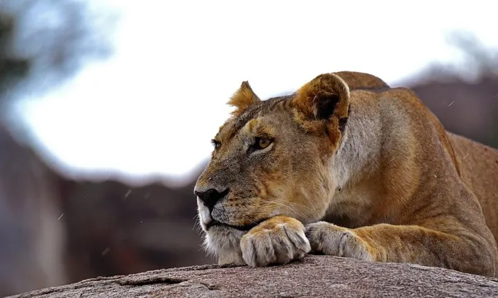 Living Among Lions