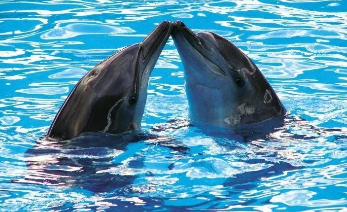 Delphinus dolphin experiences at Riviera Maya