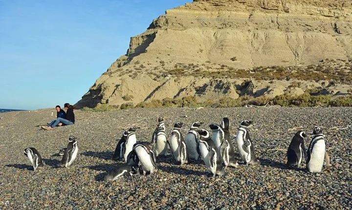 Patagonia Ranch and El Pedral Penguin Colony Tour from Puerto Madryn