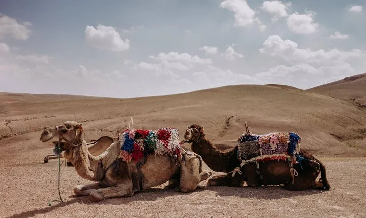 Desert Agafay & Atlas Mountains Day Trip from Marrakech (Min.2 p)
