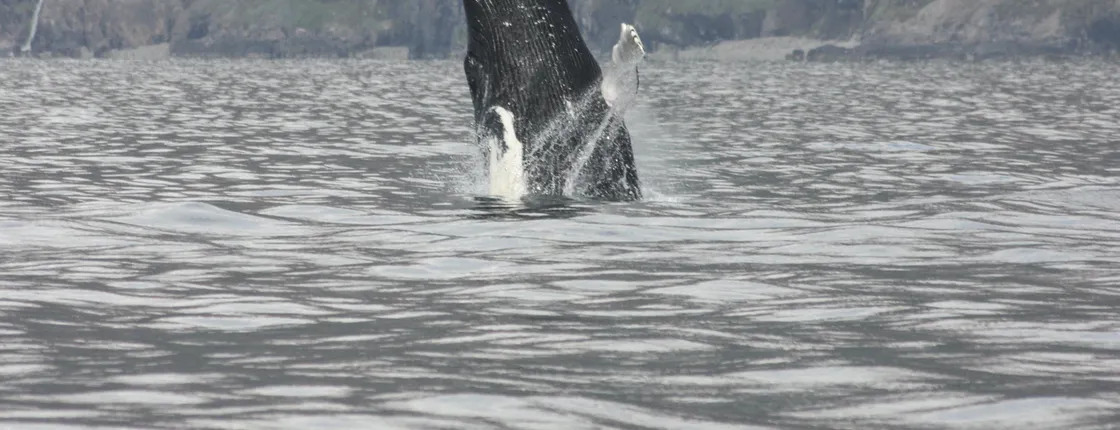 2-hour whale, Eyjafjord & Akureyri sightseeing tour