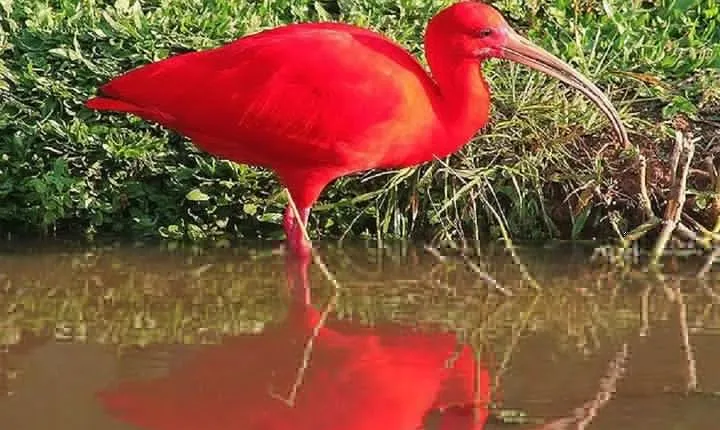 Birdwatching: Mangrove Eco-Boat Tour – Fauna & Flora