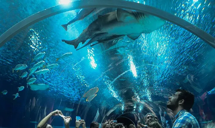 Access Entrance Ticket to AquaRio Aquarium - Including Transport and Ticket