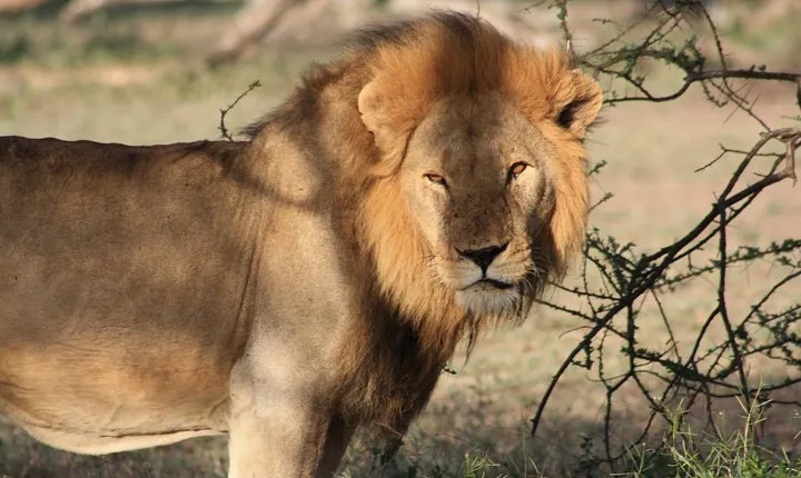 5 Days Big Five Adventures Luxury Lodge Safari in Tanzania