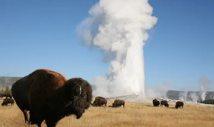 Full-Day Guided Yellowstone Day Tour