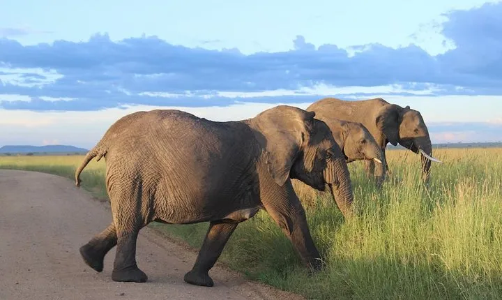 6-Day Best of Tanzania Budget Safari from Arusha
