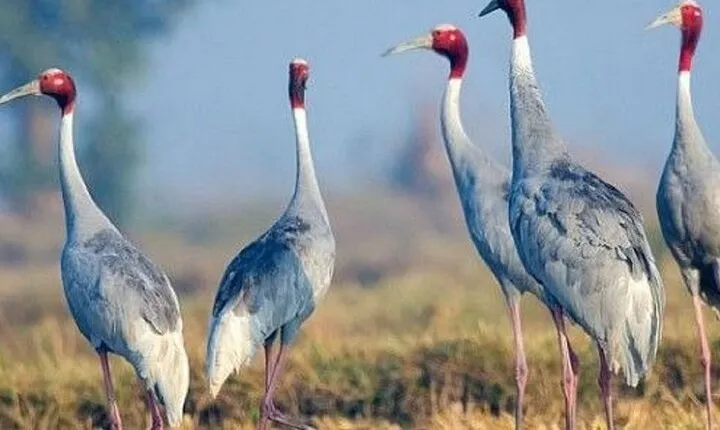 A Day Tour of Bharatpur Bird Sanctuary from Agra