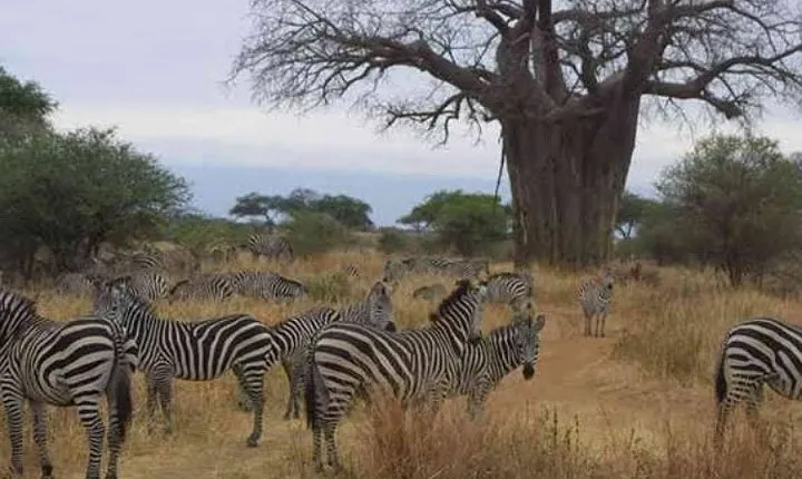 3 Days Mid-range Safari - Lake Manyara ,Tarangirie Park & Ngorongoro Crater