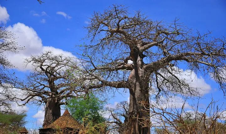 Mikumi National Park: Full-Day Private Tour