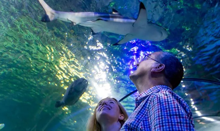 SEA LIFE Loch Lomond General Admission Ticket