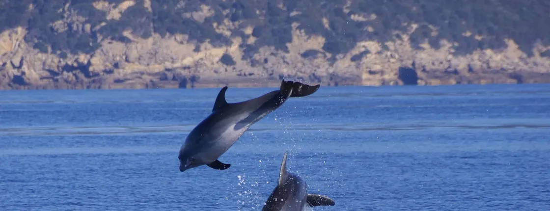 Sardinia Dolphin Watching Boat Cruise