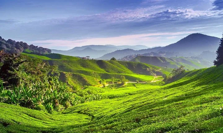 Cameron Highlands Day Trip