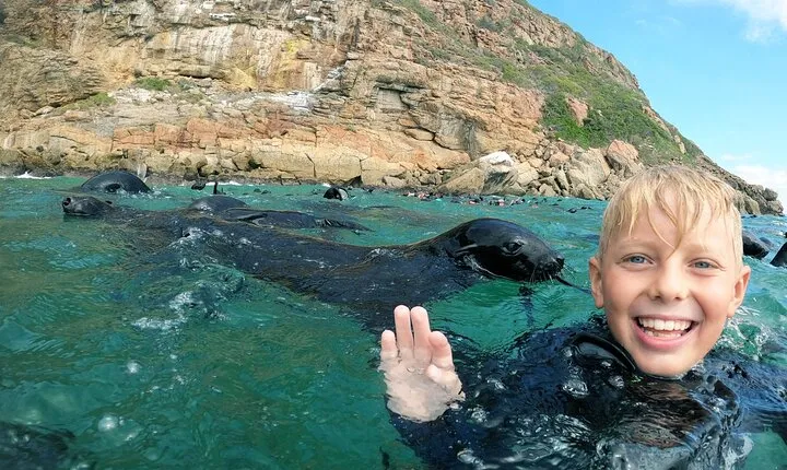 Swim with the Seals in Plettenberg Bay