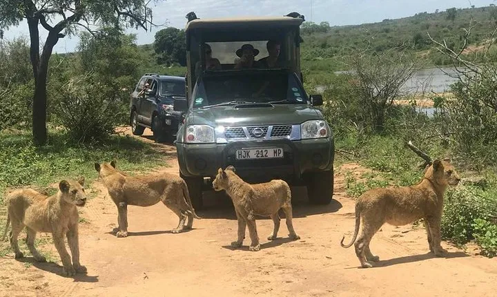Morning Safari in Kruger National Park from Hazyview (AM KNP)