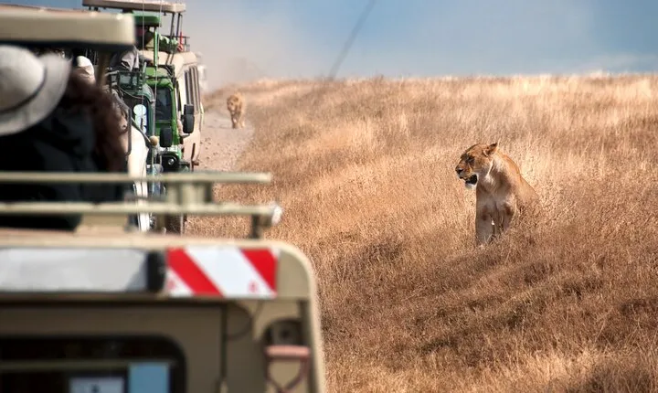 5 Days Tanzania's Wildlife Joint Safari.