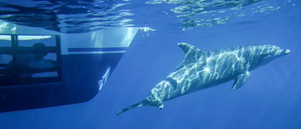 Dana Point dolphin and whale-watching safari