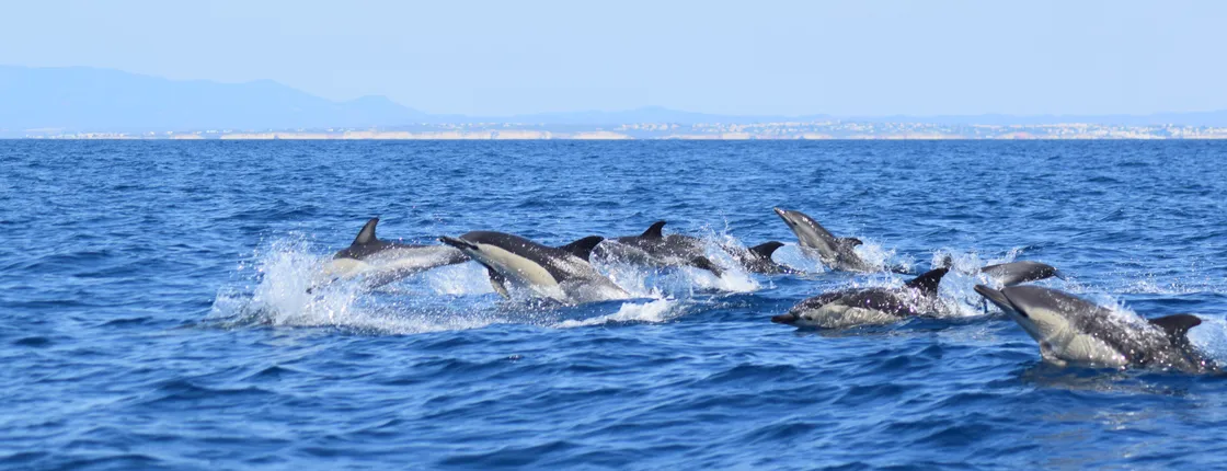 Algarve caves and dolphin watching tour