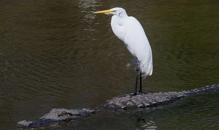 Florida Wildlife Drive Eco Tour with Lunch and Moonshine Tasting