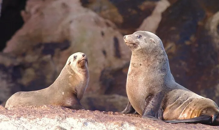 Ile Des Phoques and Maria Island Cruise and Walk Day Tour with Lunch