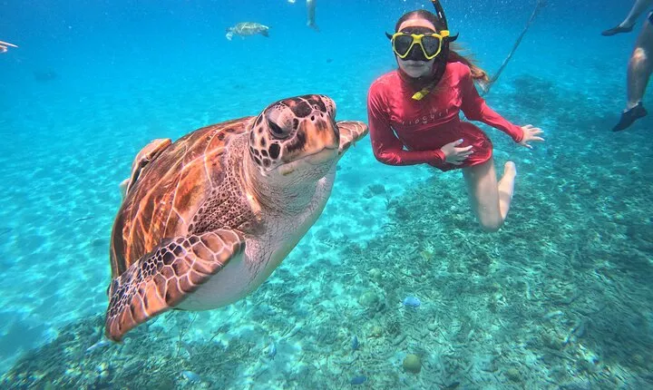 Curacao: Swimming with Sea Turtles meets Sea turtle beach